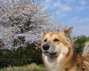 ����͂Q�W�����ō��Ǝ�