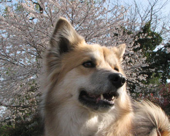 �r�R�h�r�ō��Ǝ��B���ꂷ����