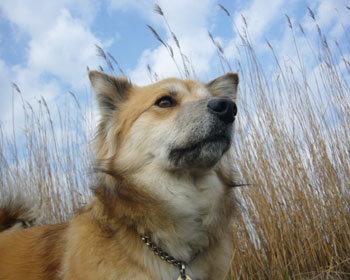 �X�X�L�Ǝ�