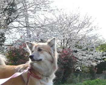 ���݂܂�Y�[���ŗt���Ǝ�