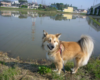 �����A�^���͓c��ڂ̒[�܂ŒB���Ă���