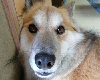 �@�f�J�ɂȂ炸�ɕ@���ɂȂ���