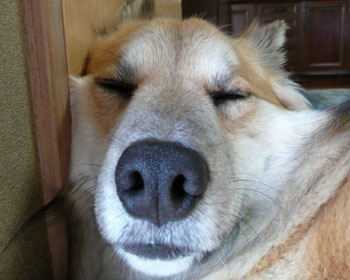 ���C�ł��Q��ƕ@�������܂�