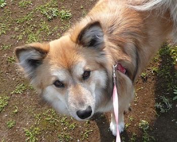 ���񂾂�s�@���ɂȂ�