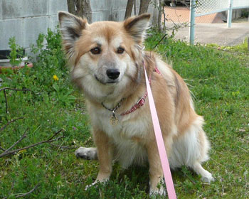 �`�[�͕K���E��������