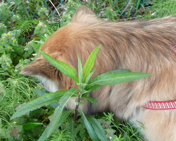 ���̑�����D��