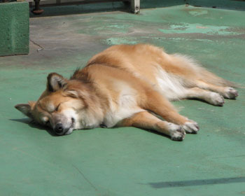 �v���؂�Q��