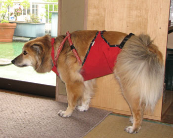 �ł܂�Ɣw�����ۂ܂��Ă����ۂƎ��������