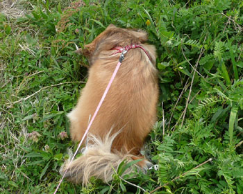 �����ς��Ă������Ȃ�