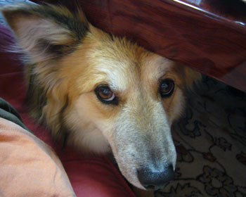 ����܂̉������I