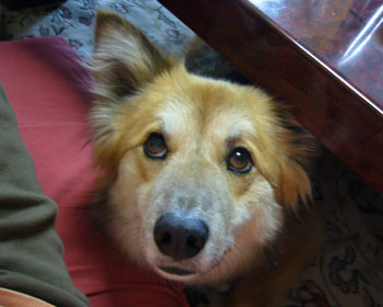 ���̂ق������Ȋ�