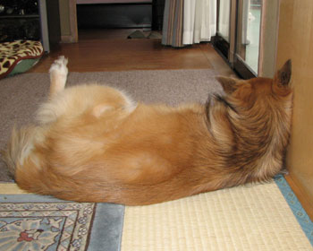 �Q�ĂĂ��Ȃł�Ƒ����オ��