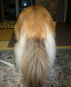 �V�F���e�B�[�C���̐K