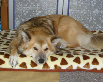 ��͗₦�邩�甖���ѕz�ɕς����