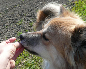 ���������������Ǝw���H�ׂ�