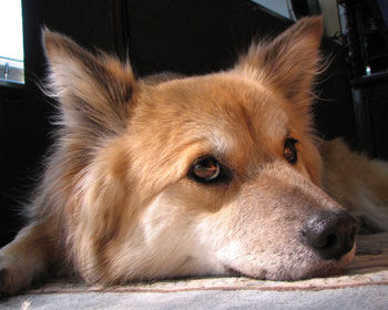 ����Ԃ�������炵��