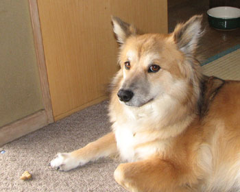 �N�b�L�[�͍D������Ȃ���