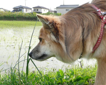 ���͂P�{������