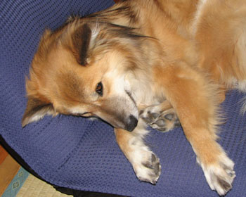 ���̃j�I�C�������ł�킯����Ȃ���