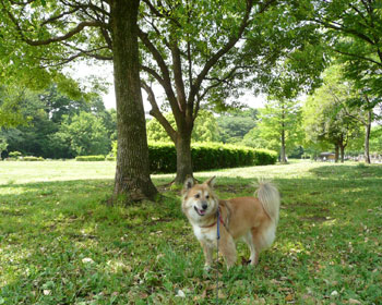 �a�@�͌��������ǉ��̌����͍D��