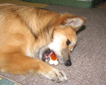 ���肪��I���`����V�����Ă������