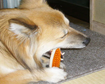 �������񔃂��u�������邭���ɂȂ��Ȃ��o���Ȃ��񂾂�