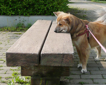 �������̃x���`�̃j�I�C������