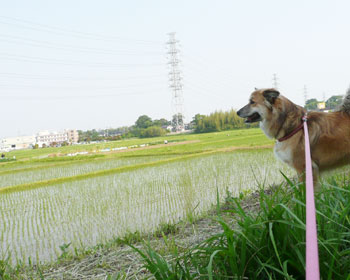 ��L�тĂ���