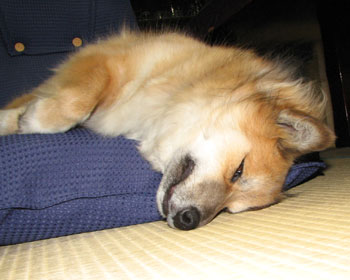 �V�񂾂��Ƃ͂�������