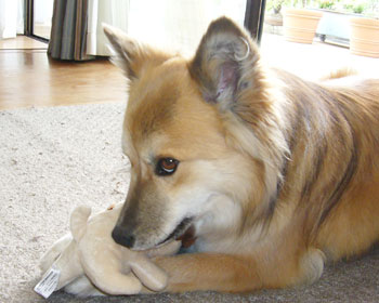 �ł������Ȃ��Ă�