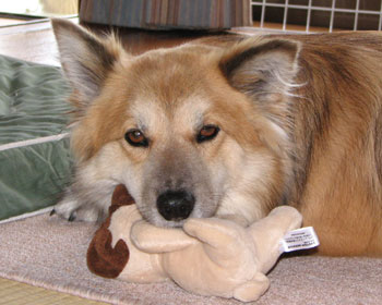 �����Ȃ��Ă���