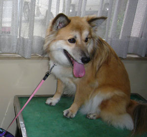 ���������Ȃ��̂ő�ɂ̂�����