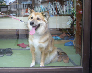 �����h�A�͌̏ᒆ������