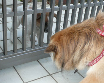 �������q�������̂ň��A