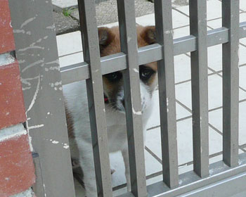 �A�낤�Ƃ���Ɣ߂�����ɂȂ�