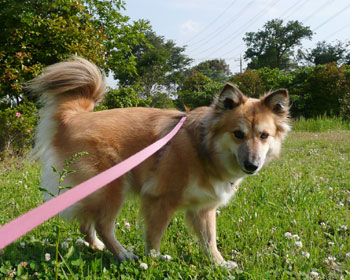 �������ɖ߂낤�Ă�