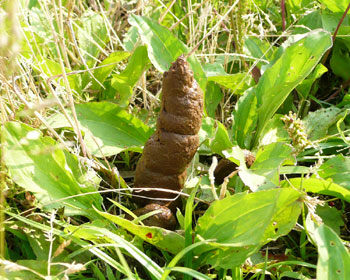 ���������������A�v���Ԃ�ɗ��ĂĂ݂�