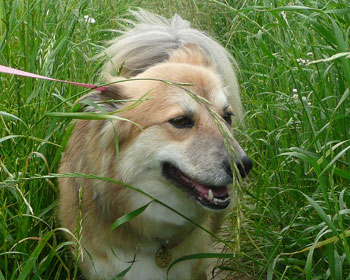 ��̑O�̂P�{�̂����Ōł܂�