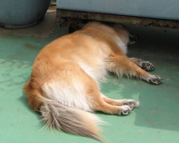 �ł����A�͗�������