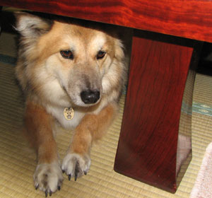 �җ�ȗ��J�������ăe�[�u���̋r�ɂ�����