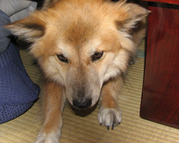 ����ς苰���ē����o��