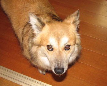 ���ʏ��܂ł��Ă��Ăɂ��