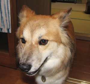 ���킢��[�A���킢��[