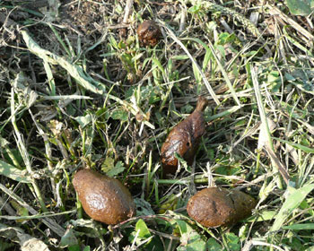 �א؂�ɂ��Ă݂�