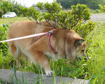 �����Ȏp���ő���H��