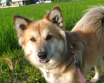 ������H�ׂ���