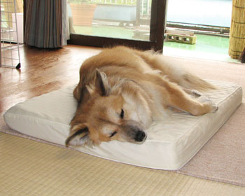 �x�b�h�̈ʒu������Ă������ƐQ��