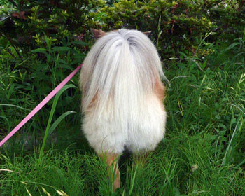 ���K�̓T�}�[�J�b�g��