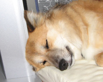 �����S���S�����ĐQ��̂��D��