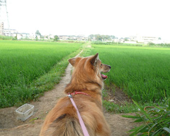 ���A�̓y��͕����ʂ�񂾂�